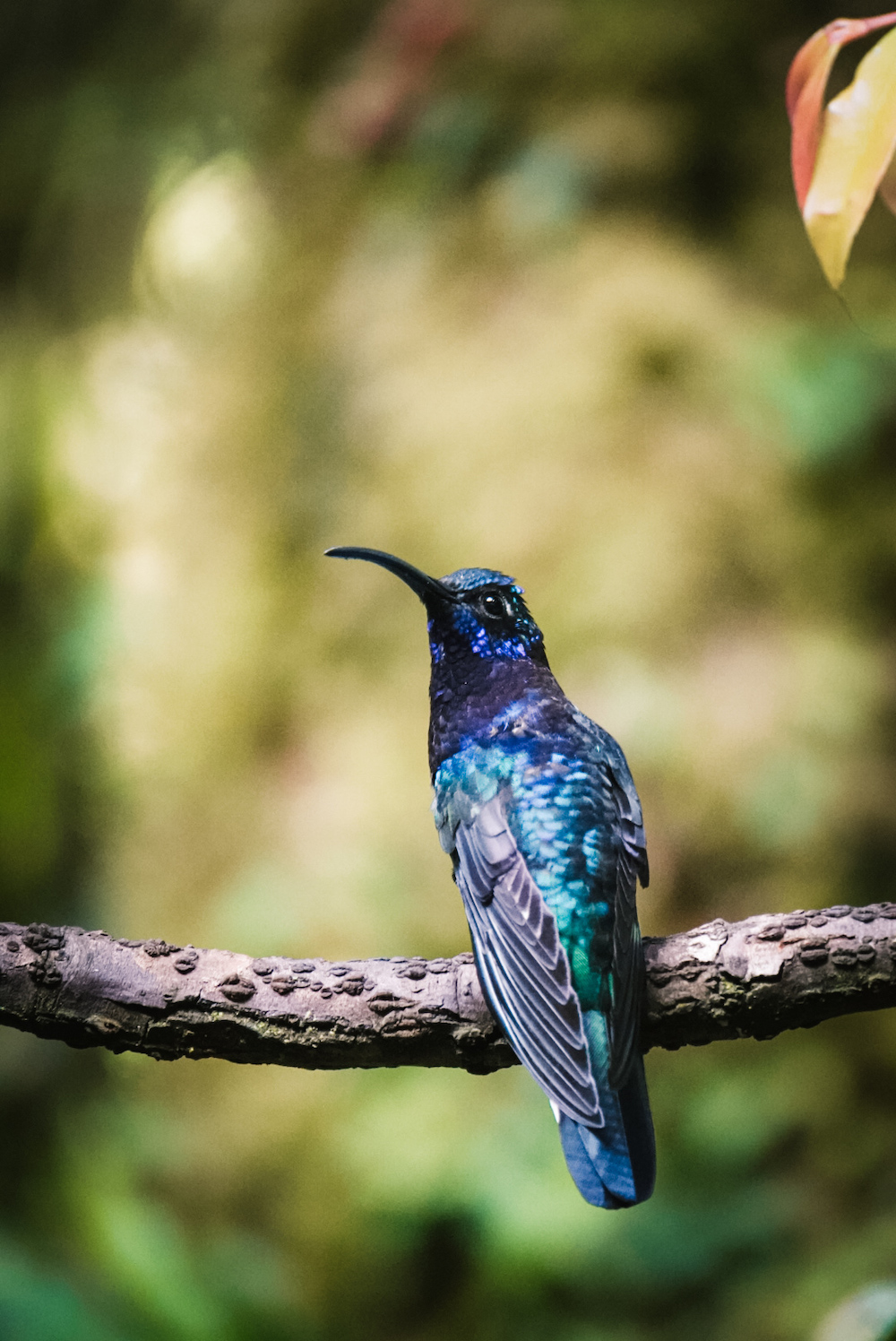 Kolibri in Monteverde