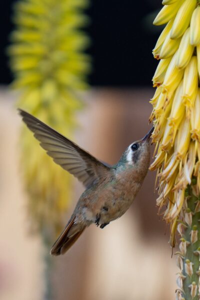 Kolibri in Todos Santos