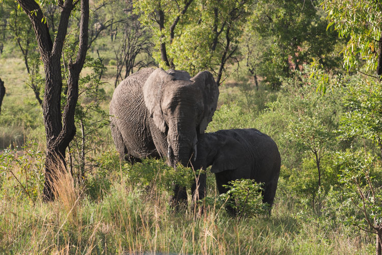 Kololo Game Reserve olifanten