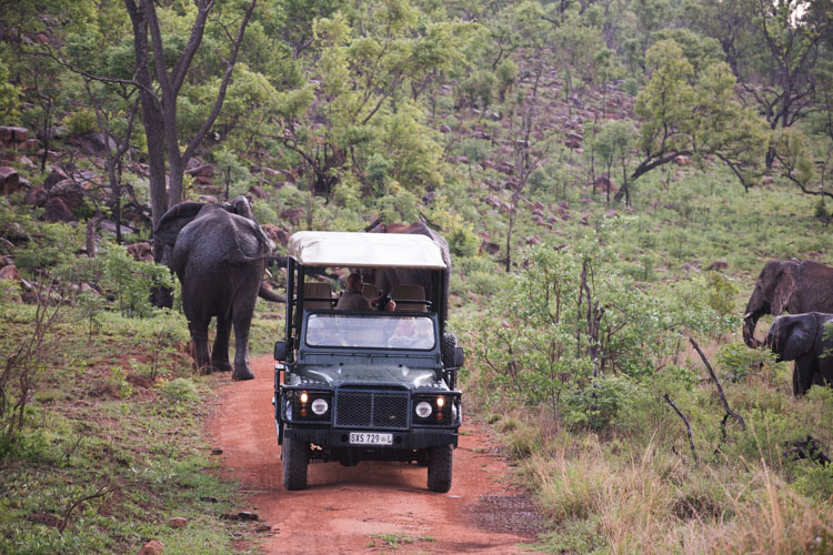 Kololo Game Reserve safari in welgevonden