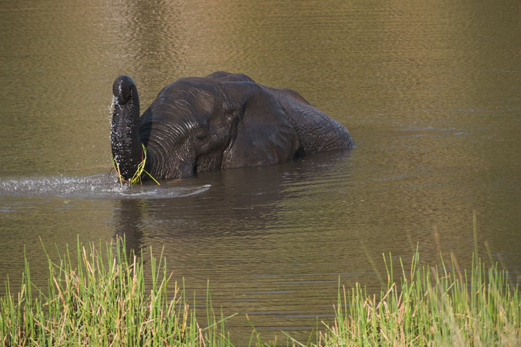 Kololo Game Reserve safari olifant