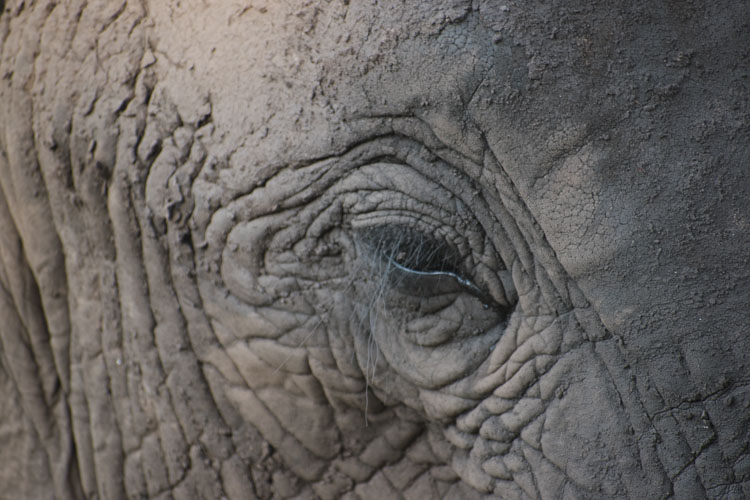 Kololo Game Reserve safari olifanten oog