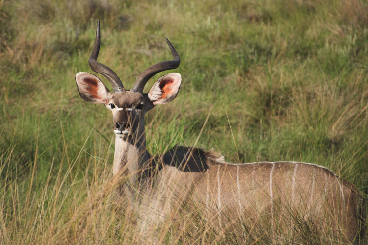 Kololo Game Reserve safari welgevonden