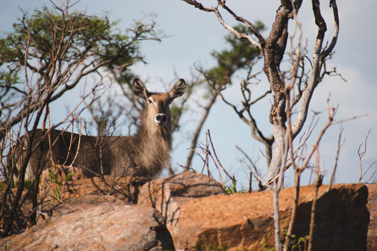 Kololo Game Reserve safari wildlife