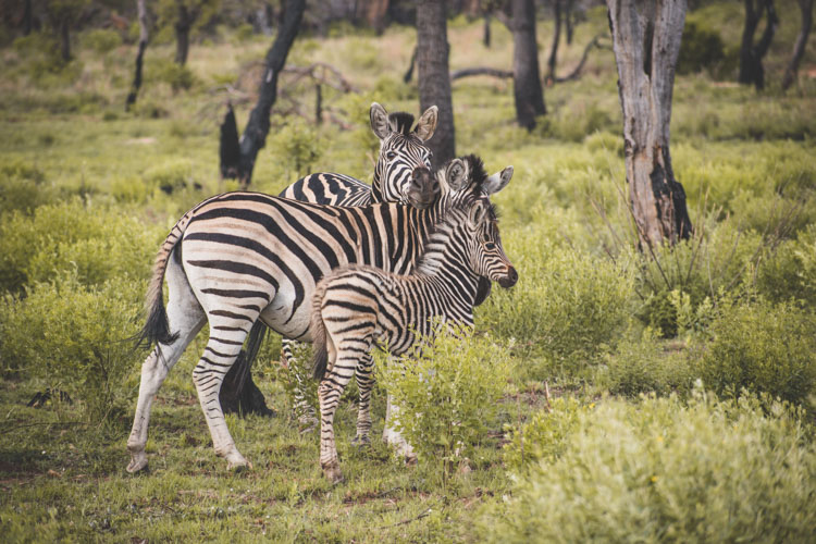Kololo Game Reserve safari zebra familie