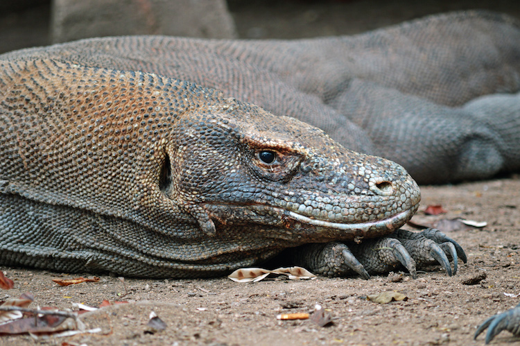 komodo-eilanden-in-indonesie-rincaeiland3