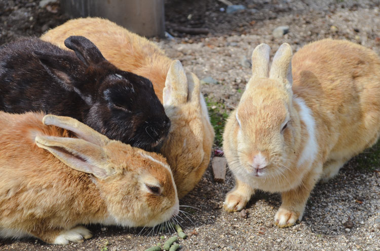 Konijneneiland Okunoshima-12