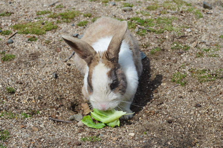 Konijneneiland Okunoshima-13