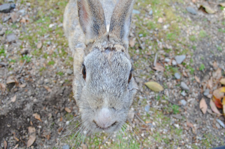Konijneneiland Okunoshima-14