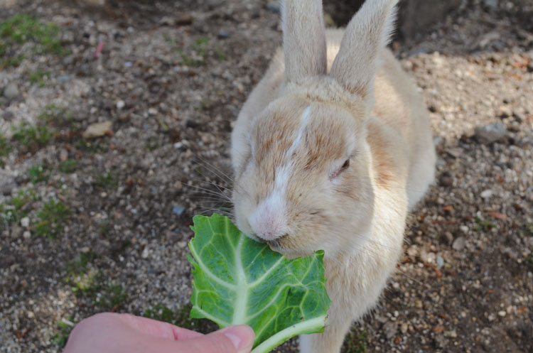 Konijneneiland Okunoshima-15