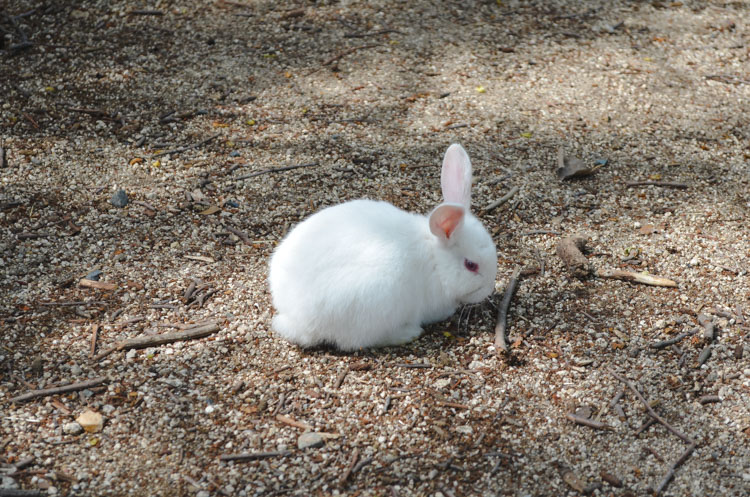 Konijneneiland Okunoshima-16