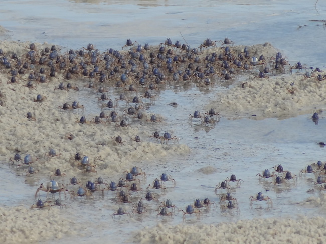 Krabben australische dieren