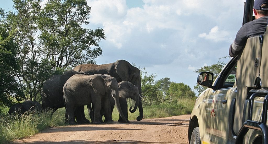 Krugerpark Game Drive olifanten