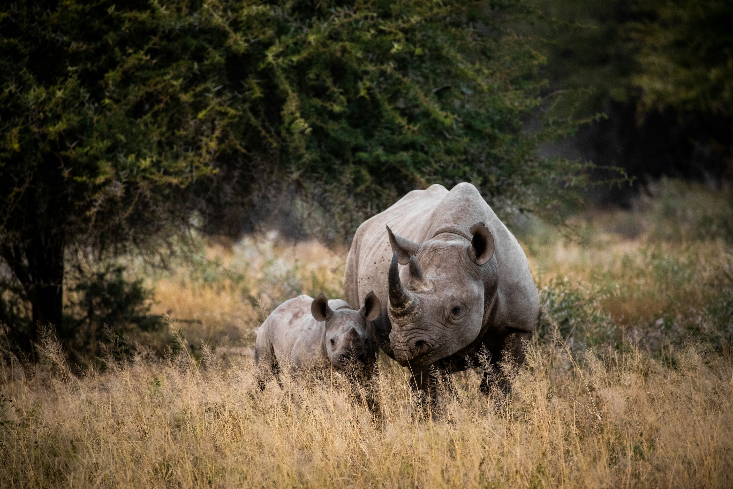 Neushoorns Krugerpark Zuid-Afrika