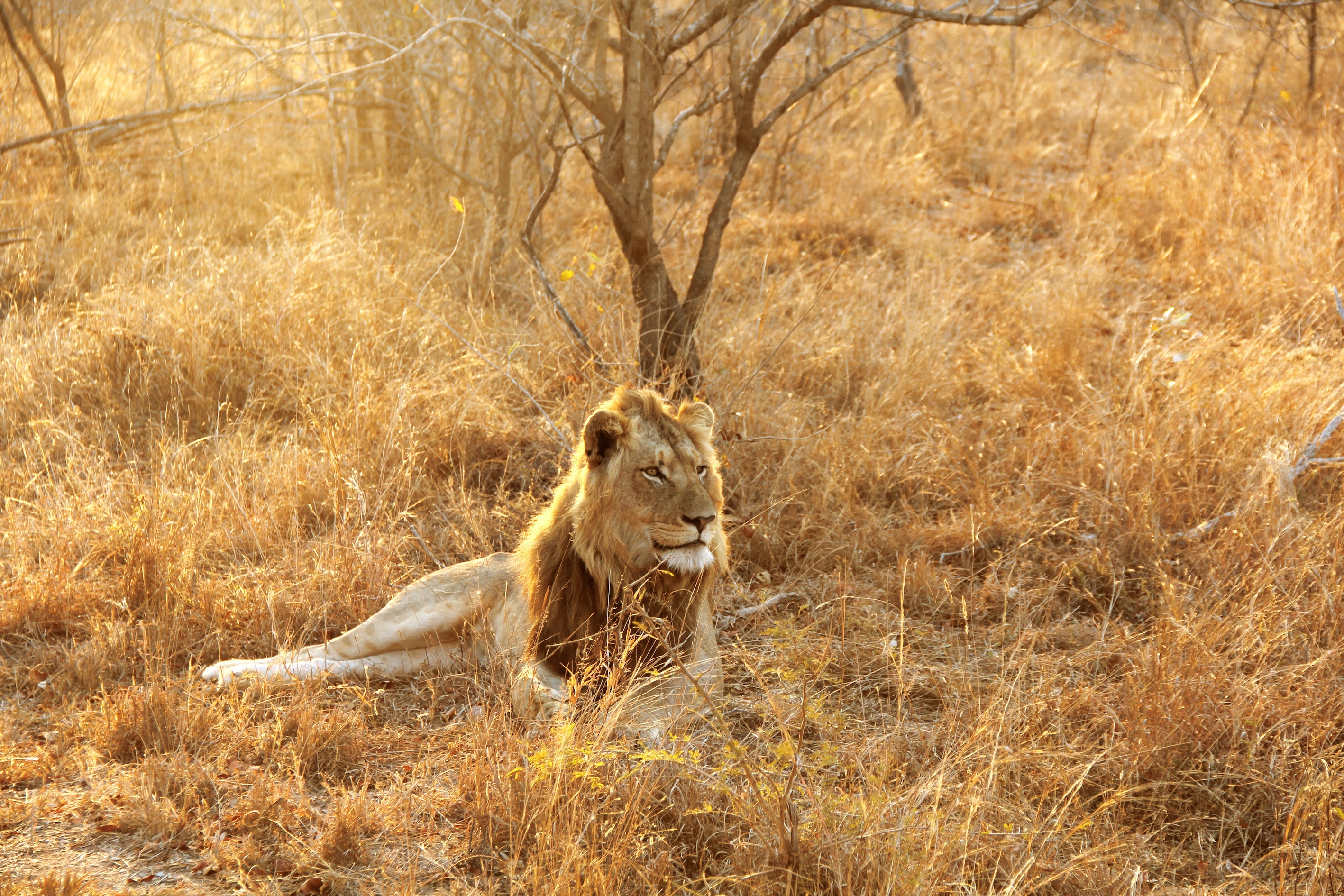 Leeuw in Krugerpark