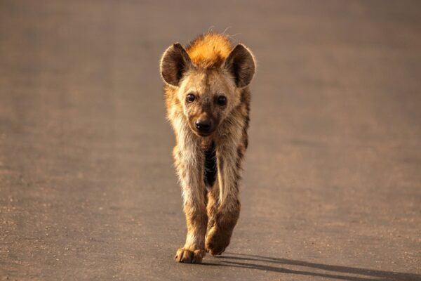 Hyena in Krugerpak
