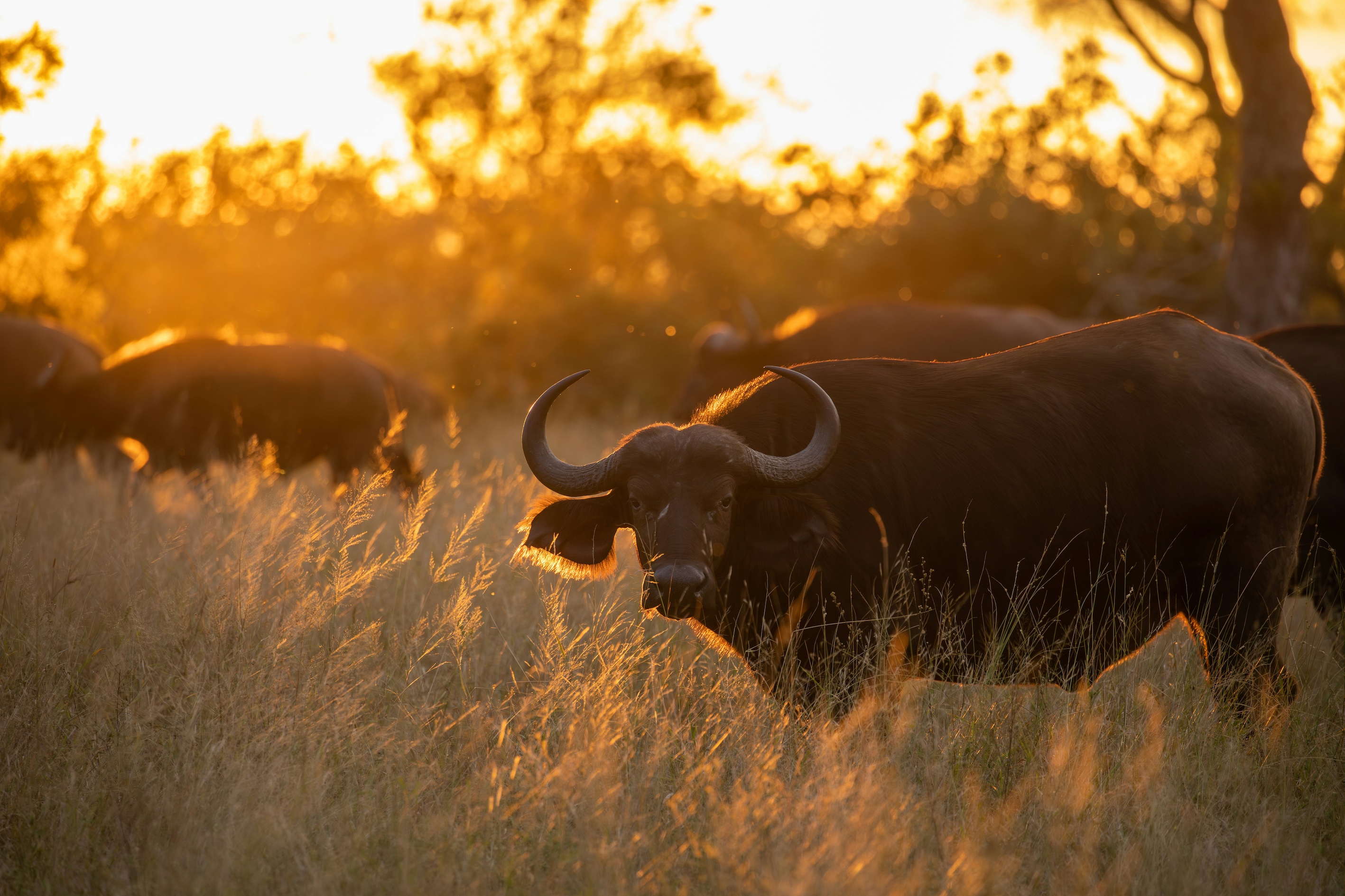 Buffalo in Krugerpark