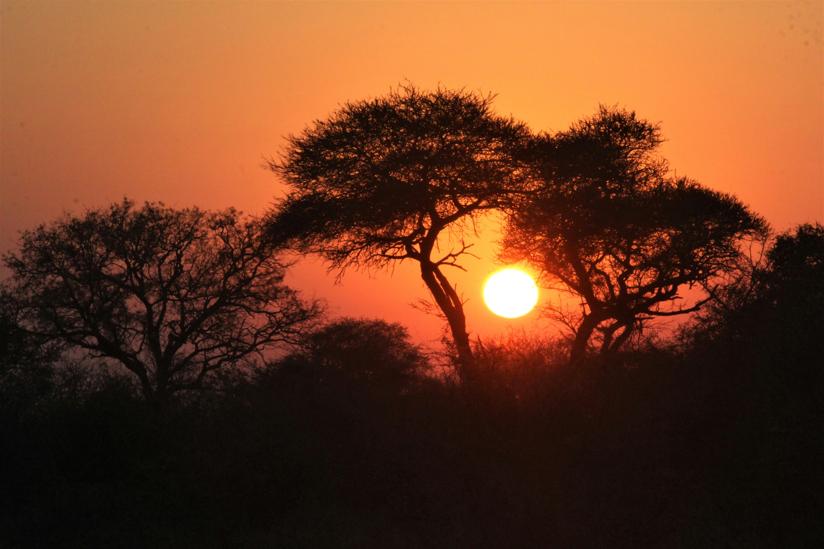 Zonsondergang in Krugerpark