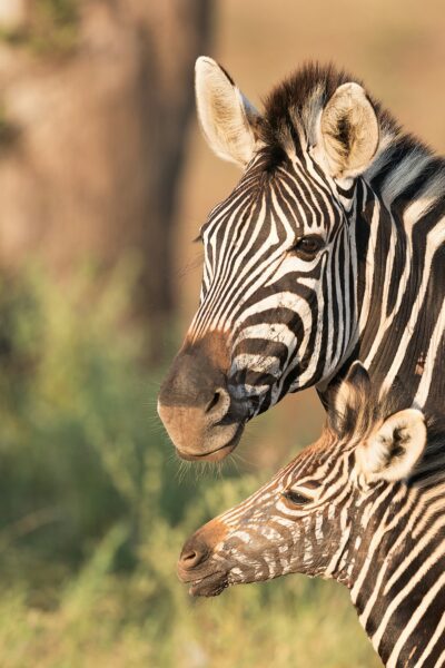 Two zebras nuzzling each other in a sunlit savanna; close-up of striped faces and ears of the adults, with a blurred background.