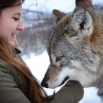 Kus Wolf Polar Park Noorwegen