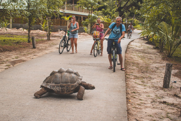 La Digue schildpadden op de weg