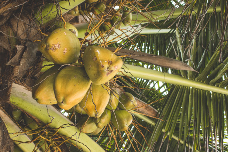 La Digue seychellen kokosnoten