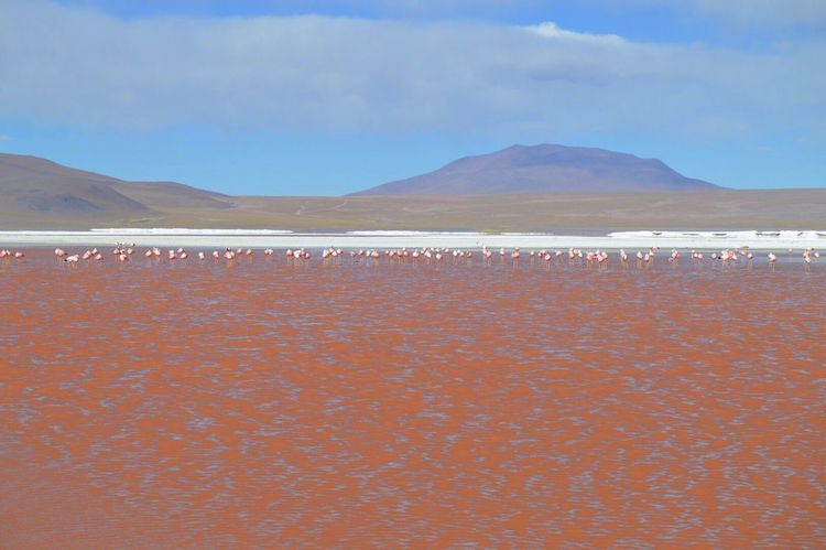 laguna-colorada