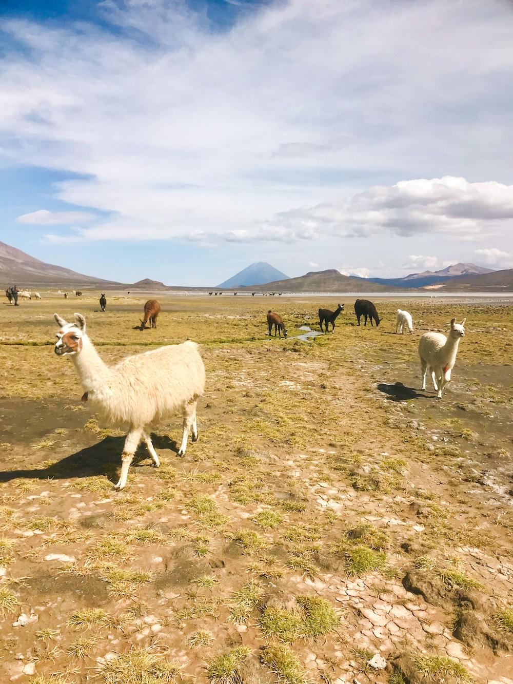 Laguna de Salinas lama's