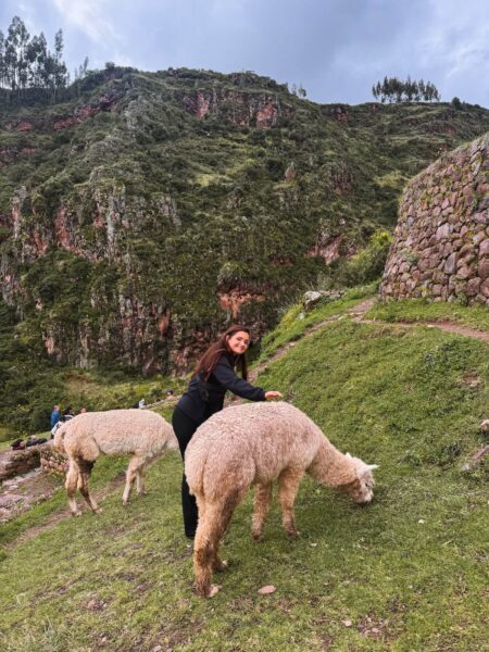 Lamas bij Pisaq, Peru
