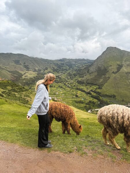 Lamas bij Pisaq, Sacred Valley