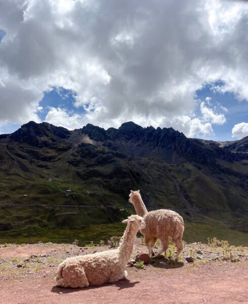 Lama's in Peru