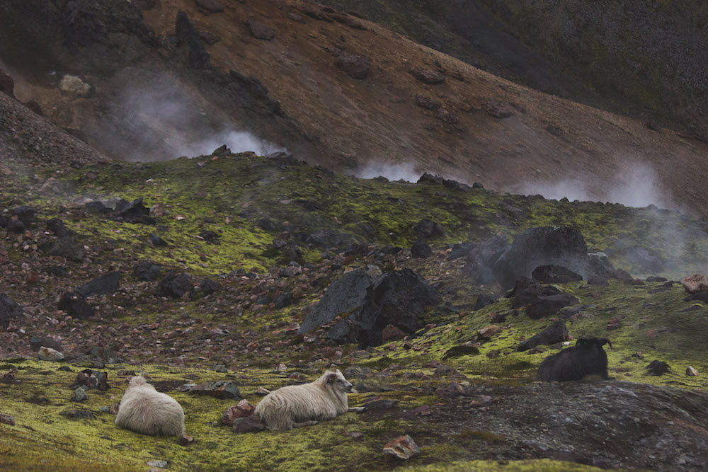 Landmannalaugar ijsland geisers schapen