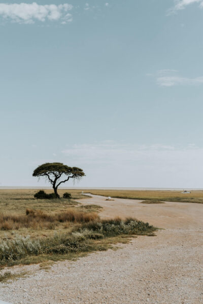 Landschap Namibië, boom