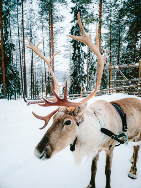 Lapland