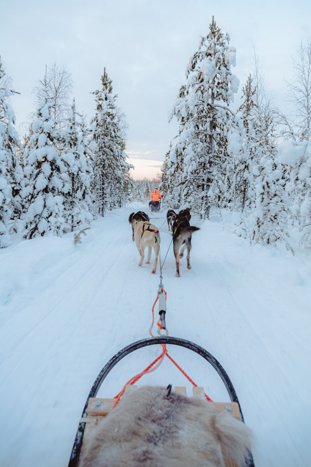 Lapland husky tocht