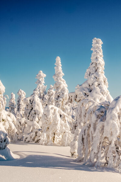 Lapland sneeuwschoenwandeling-2