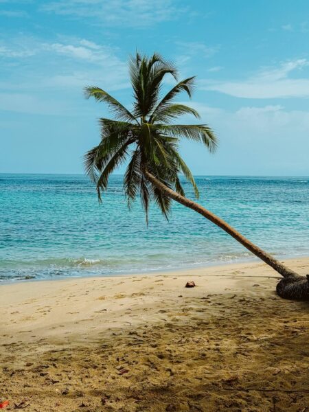 Lara Sosa palm tree, Puerto Viejo