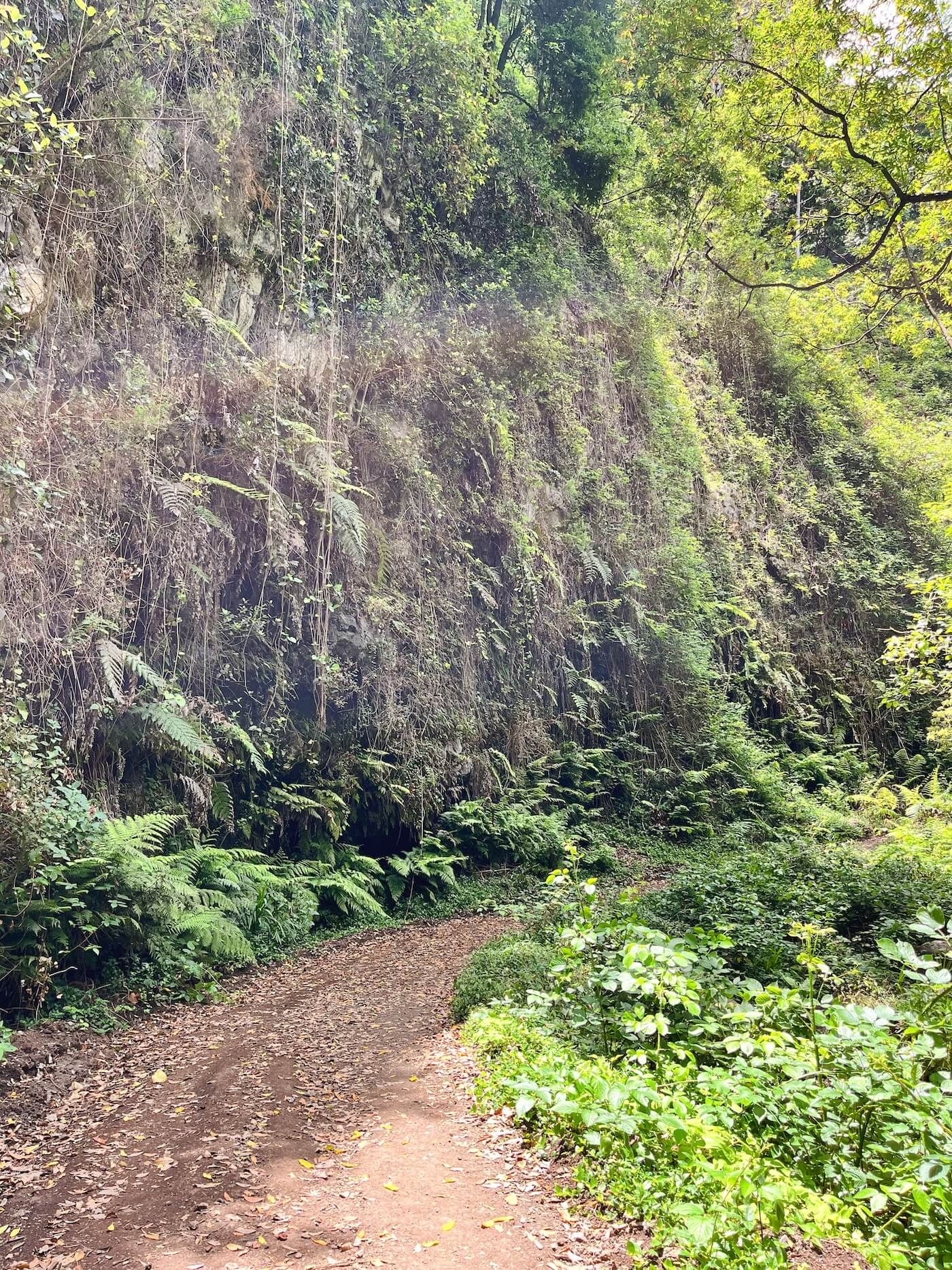 Laurisilva Bos, bezienswaardigheden La Palma