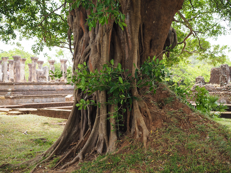 Leeuwen-troon-Polonnaruwa