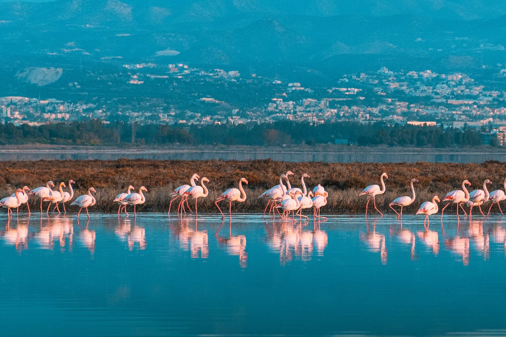 Limassol Salt Lake, natuur Cyprus