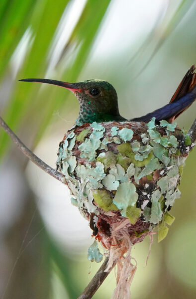 Green hummingbird perched on a branch beside a nest covered in pale green lichens and plant fibers.