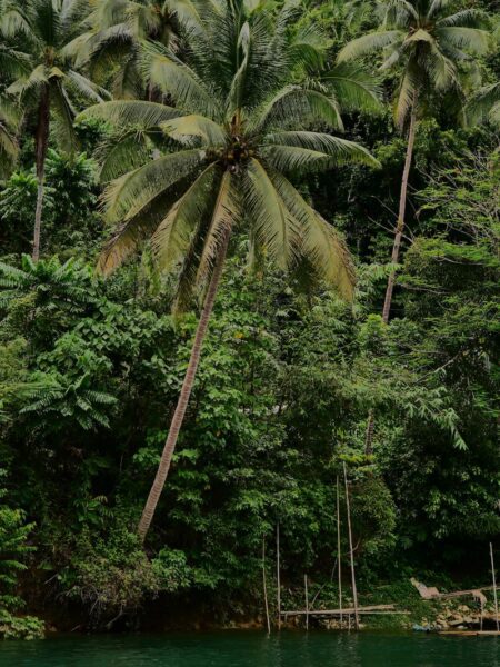 Loboc River Cruise bohol