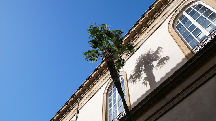 Lucca palmbomen italie