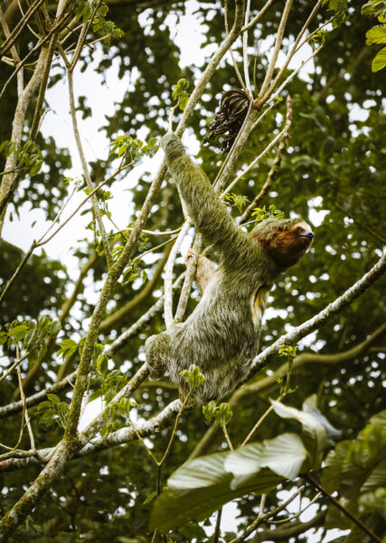 Luiaarden spotten in La Fortuna