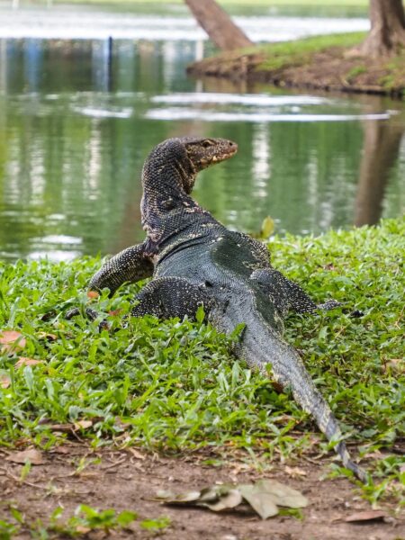 Lumpini park bangkok