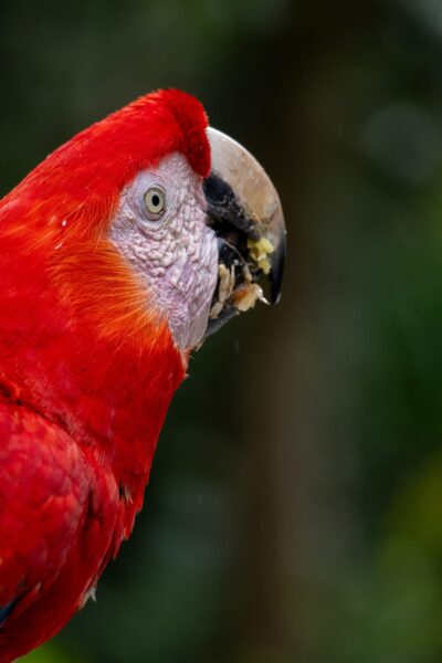 Macaw papegaai copan