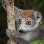 wat te doen in Madagascar Sawadee lemur