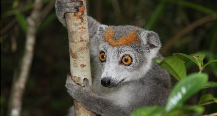 wat te doen in Madagascar Sawadee lemur