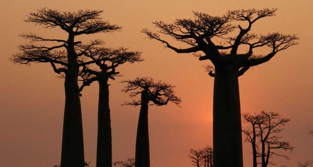 Madagascar bezienswaardigheden baobab