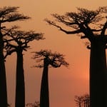 Madagascar-baobab-bomen-sawadee